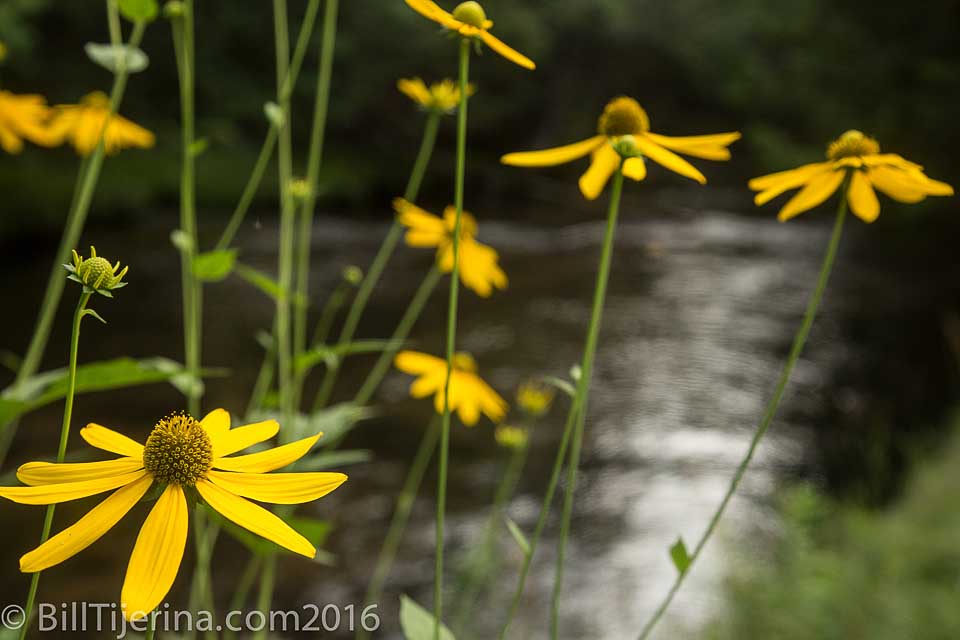 Black-Eyed Susan flowers 